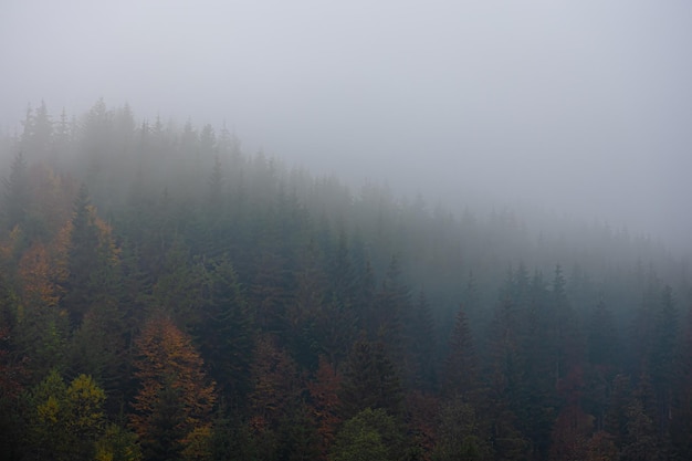 求Mother teresa.（特蕾莎）的至理名言。